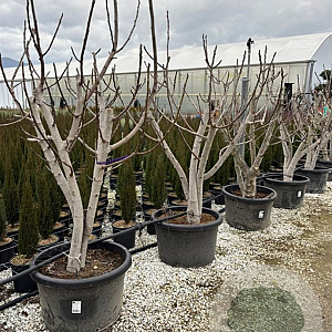 Ficus car. 'Nazareth' GM cont. 100L meerstammig