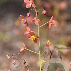 Epimedium warl. 'Ellen Willmott' GM P9