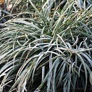 Ophiopogon chingii GM P9