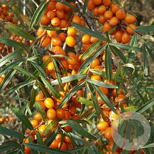 Hippophae rhamn. 'Leikora' 80-100 cm 10L