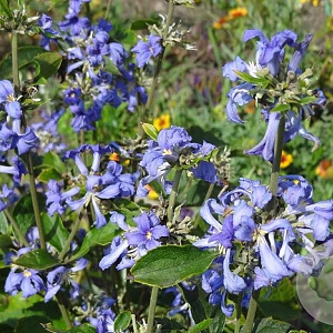Clematis 'Cassandra' GM P9