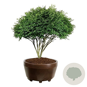 Euonymus alat. 'Compactus' 175-200 cm eigen wortel scherm bronze