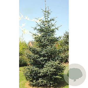 Abies pinsapo 'Glauca' 40-50 cm 5,0L
