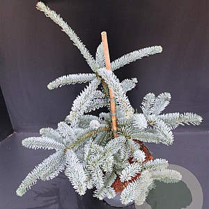 Abies procera 'Glauca' 40-50 cm 5,0L