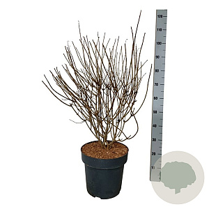 Hydrangea pan. Petite Cherry 60-80 cm 15L