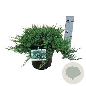 Juniperus h. 'Blue Chip' 30-40 cm 6,5L