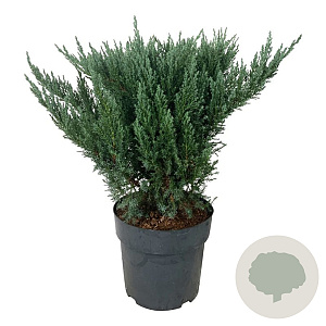 Juniperus pf. 'Blue Chiffon' 40-50 cm 6L