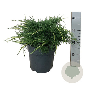 Juniperus pf. 'Pfitzeriana Aurea' 30-40 cm 6,5L