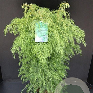 Cryptomeria j. 'Elegans Viridis' 60-80 cm 7,5L