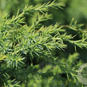 Juniperus chin. 'Blue Alps' 125-150 cm met kluit