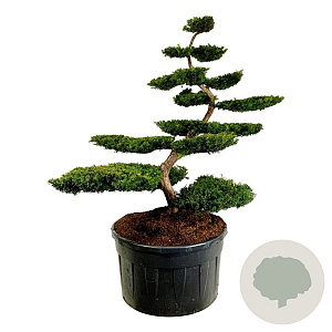 Taxus b. 'Summergold' 175-200 cm cont. 500L bonsai