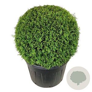 Thuja occ. 'Brabant' 100-125 cm cont. 230L bol