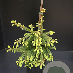 Picea a. 'Inversa' 40-50 cm 5,0L