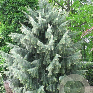 Picea breweriana 30-40 cm 5,0L