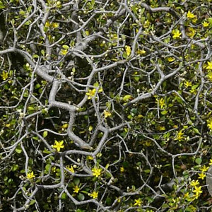 Corokia cotoneaster 25-30 cm 2,5L