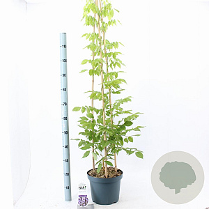 Wisteria sinensis 'Prolific' 120-130 cm 7,5L piramide