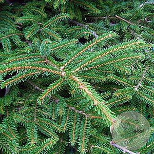 Picea orientalis 80-100 cm 10L