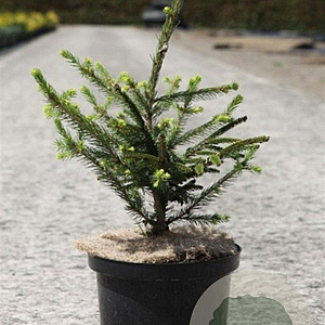 Picea orientalis 'Aureospicata' 30-40 cm 5,0L