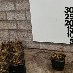 Alchemilla mollis GM P9 BIO