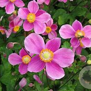 Anemone h. 'Praecox' GM P9 BIO