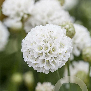 Armeria pseudarmeria GM P9 BIO