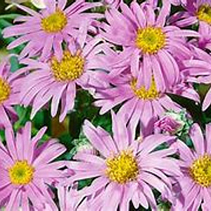 Aster amellus 'Rosa Erfüllung' GM P9 BIO