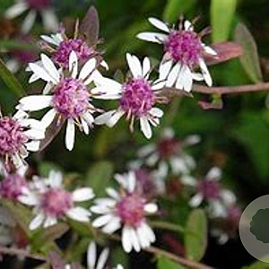 Aster l. 'Horizontalis' GM P9 BIO
