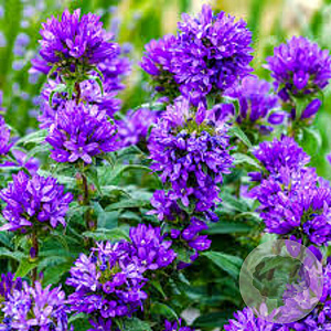 Campanula glom. 'Superba' GM P9 BIO