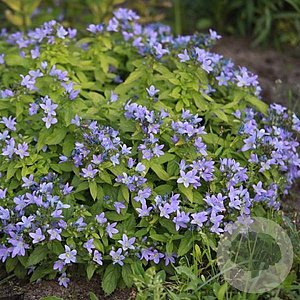 Campanula lact. 'Pouffe' GM P9 BIO