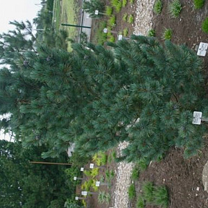 Pinus cembra 'Glauca' 20-25 cm 3,0L