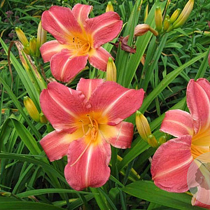 Hemerocallis 'Cherry Cheeks' GM P9 BIO