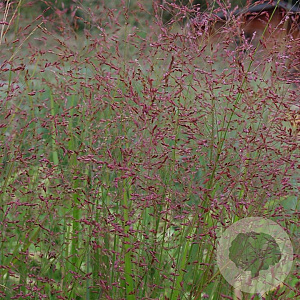 Panicum virgatum 'Warrior' GM P9 BIO