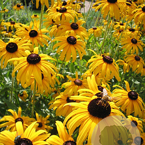 Rudbeckia fulgida fulgida GM P9 BIO