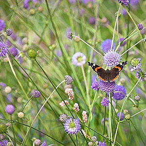 Succisa pratensis GM P9 BIO