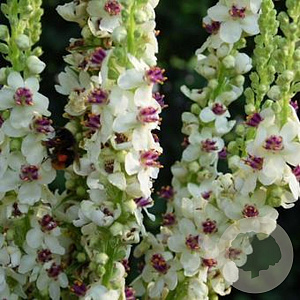 Verbascum chaixii 'Album' GM P9 BIO