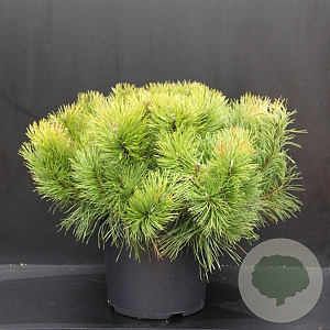 Pinus mugo 50-60 cm 10L