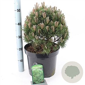 Pinus mugo 'Allgäu' 15-20 cm 5,0L