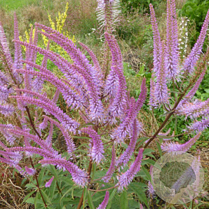 Veronicastrum virg. 'Adoration' GM P9 BIO