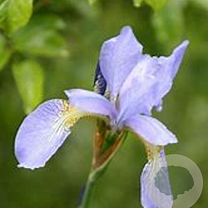 Iris sib. 'Perry's Blue' GM P9 BIO