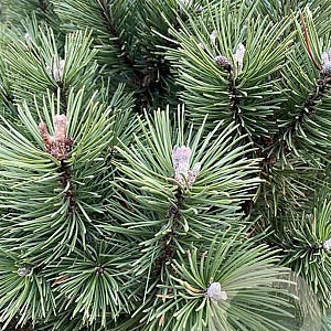 Pinus mugo 'Columbo' 40-50 cm 5,0L