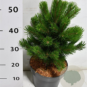 Pinus mugo 'Gnom' 30-40 cm 5,0L