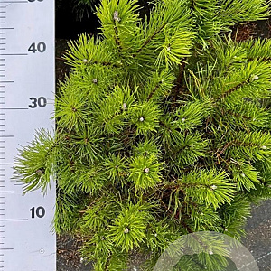 Pinus mugo pumilio 50-60 cm 10L