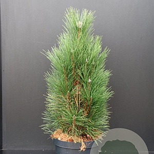 Pinus nigra 'Green Tower' 60-80 cm 7,5L