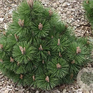 Pinus nigra 'Helga' 30-40 cm 5,0L