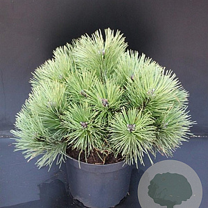 Pinus nigra 'Nana' 40-50 cm 7,5L