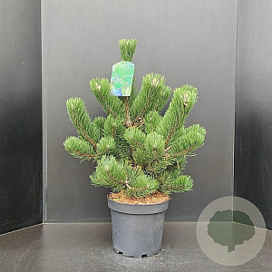 Pinus nigra 'Oregon Green' 60-80 cm 7,5L