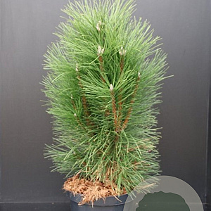 Pinus nigra 'Pyramidalis' 60-80 cm 7,5L