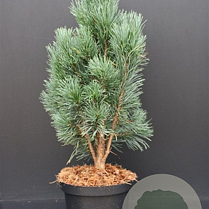 Pinus sylv. 'Fastigiata' 60-80 cm 7,5L