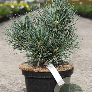 Pinus sylv. 'Watereri' 30-40 cm 5,0L