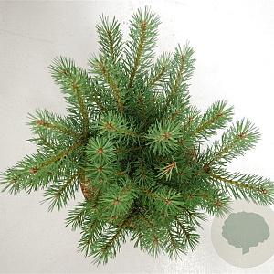 Pinus sylv. 'Watereri' 30-40 cm 5,0L